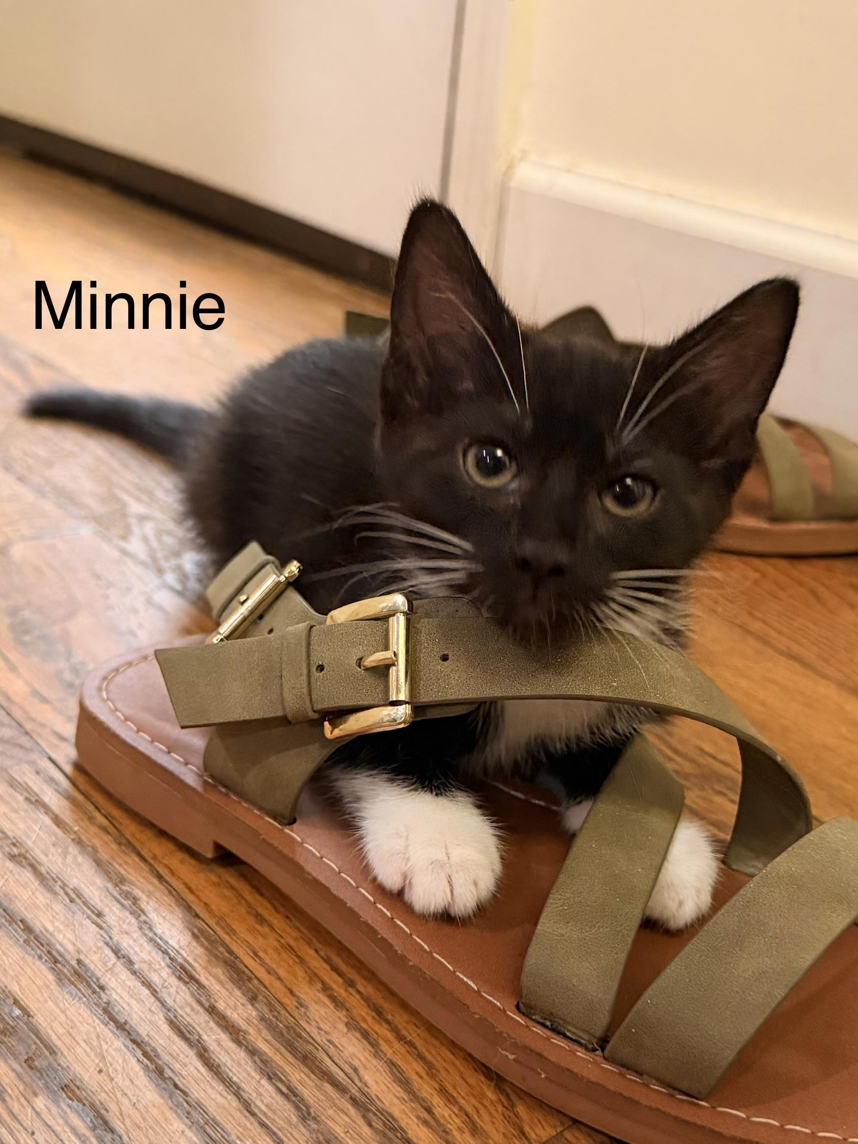 Minnie, an adopted Domestic Short Hair in Easley, SC image 3/4