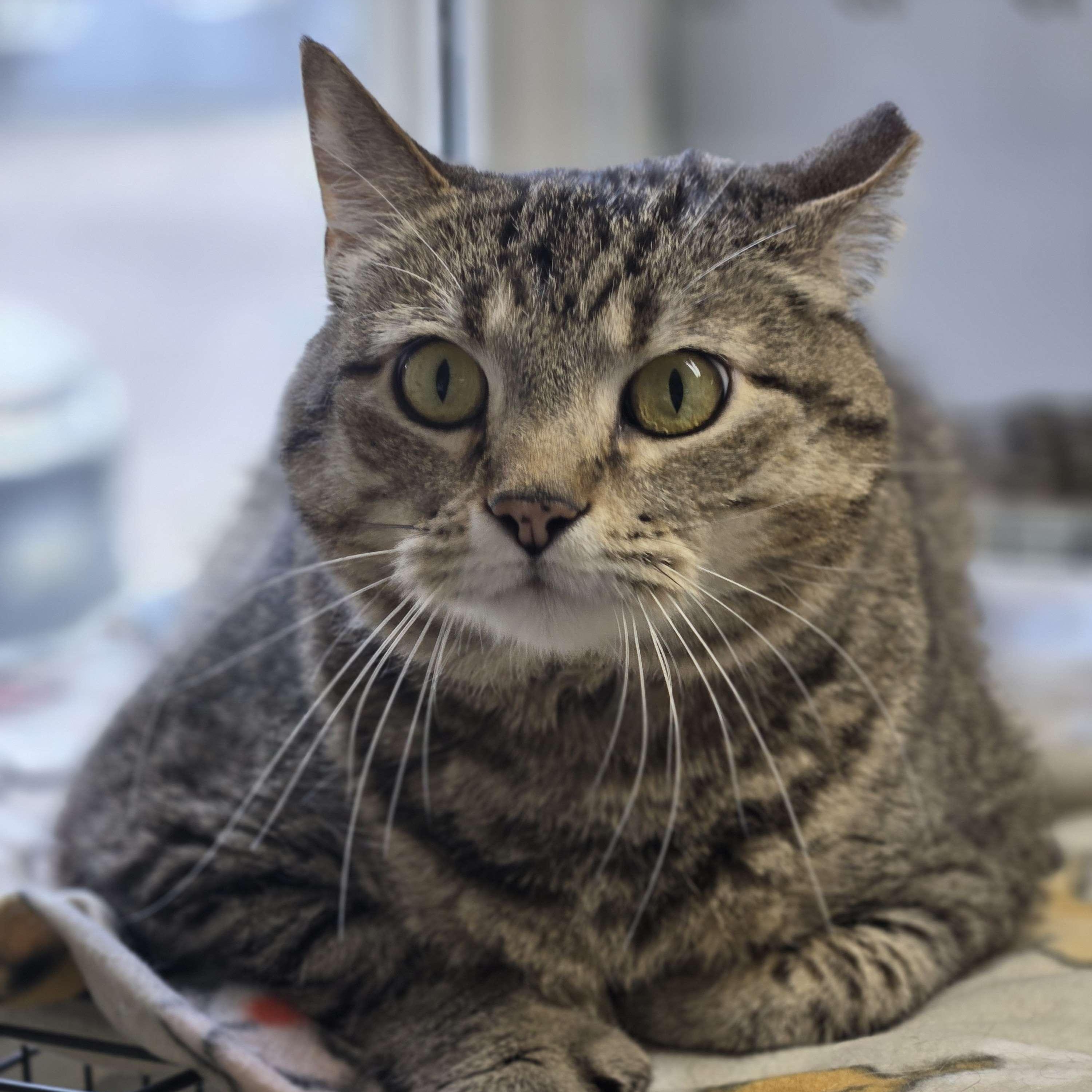 family cats　0331 Cat for adoption - Sam - Secret Admirer-FEE WAIVED, a