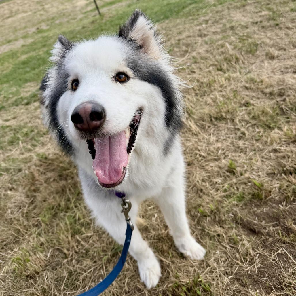 Willa, Adoptable, Adult Female Husky.