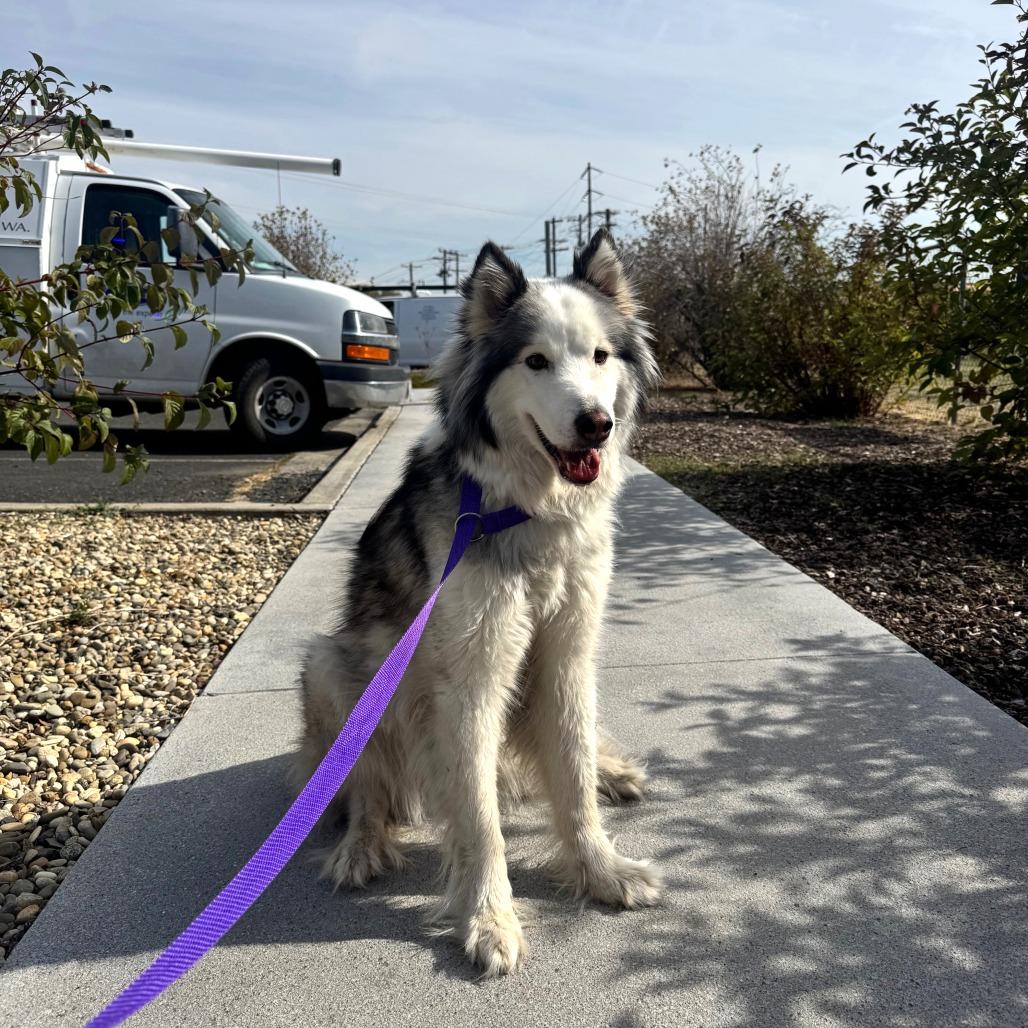 Enlarge Willa, a Adoptable Husky in Pullman, WA image 2/3