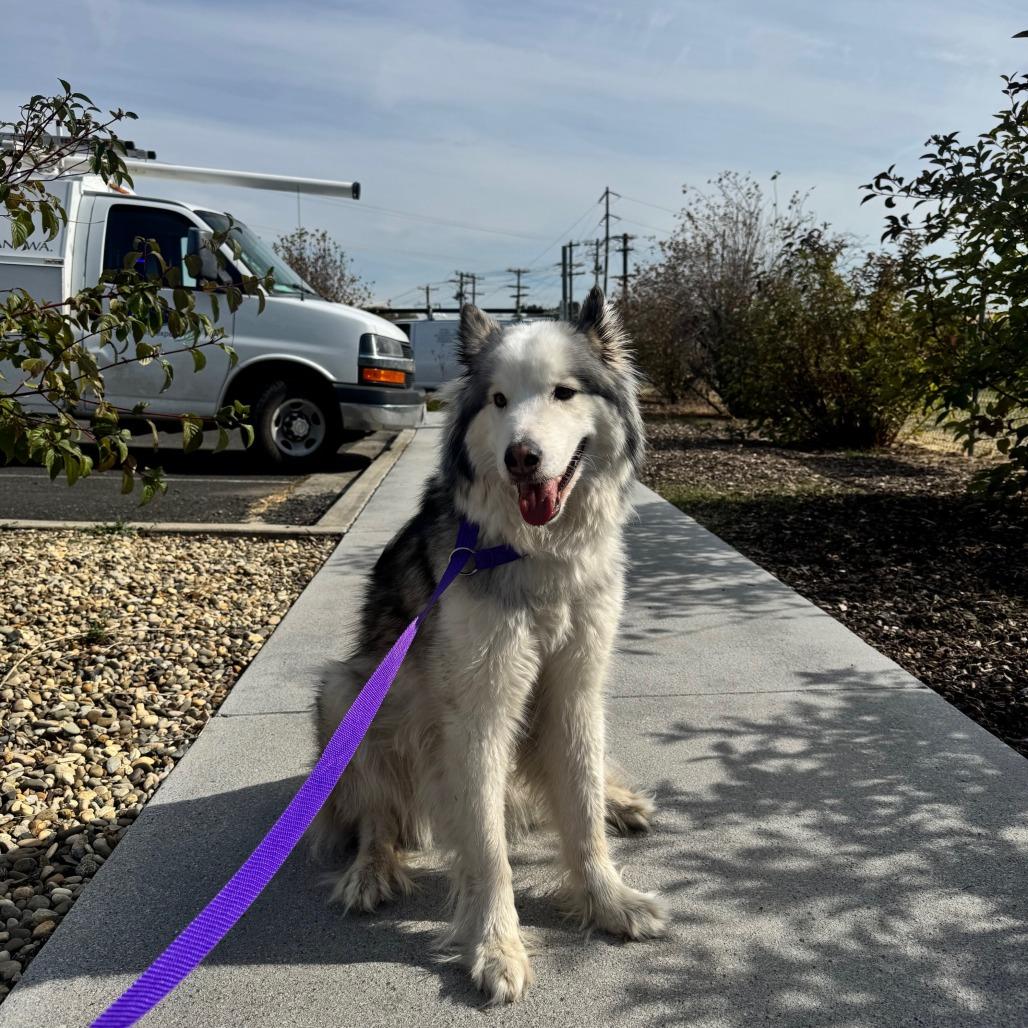 Enlarge Willa, a Adoptable Husky in Pullman, WA image 3/3