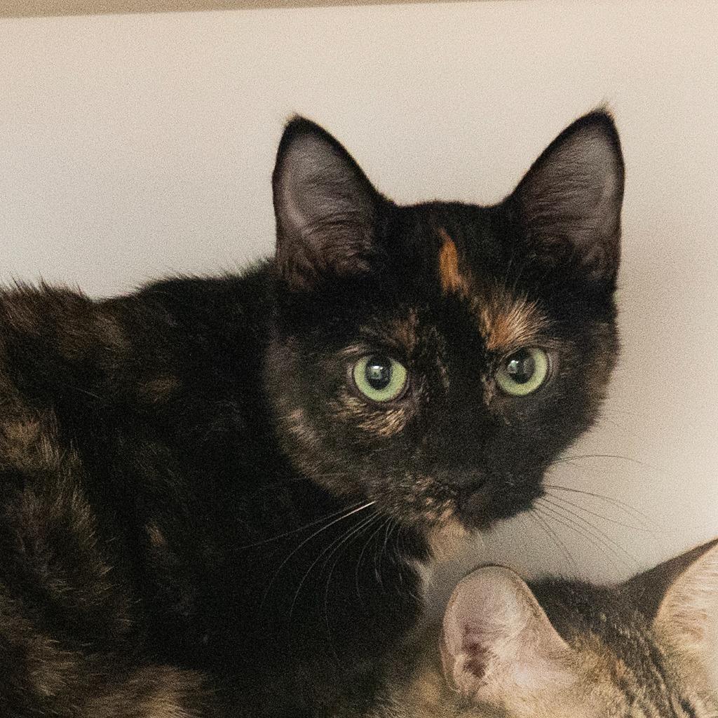 Enlarge Sadie (and Pippin), a Adoptable mixed breed in Shoreline, WA image 1/3