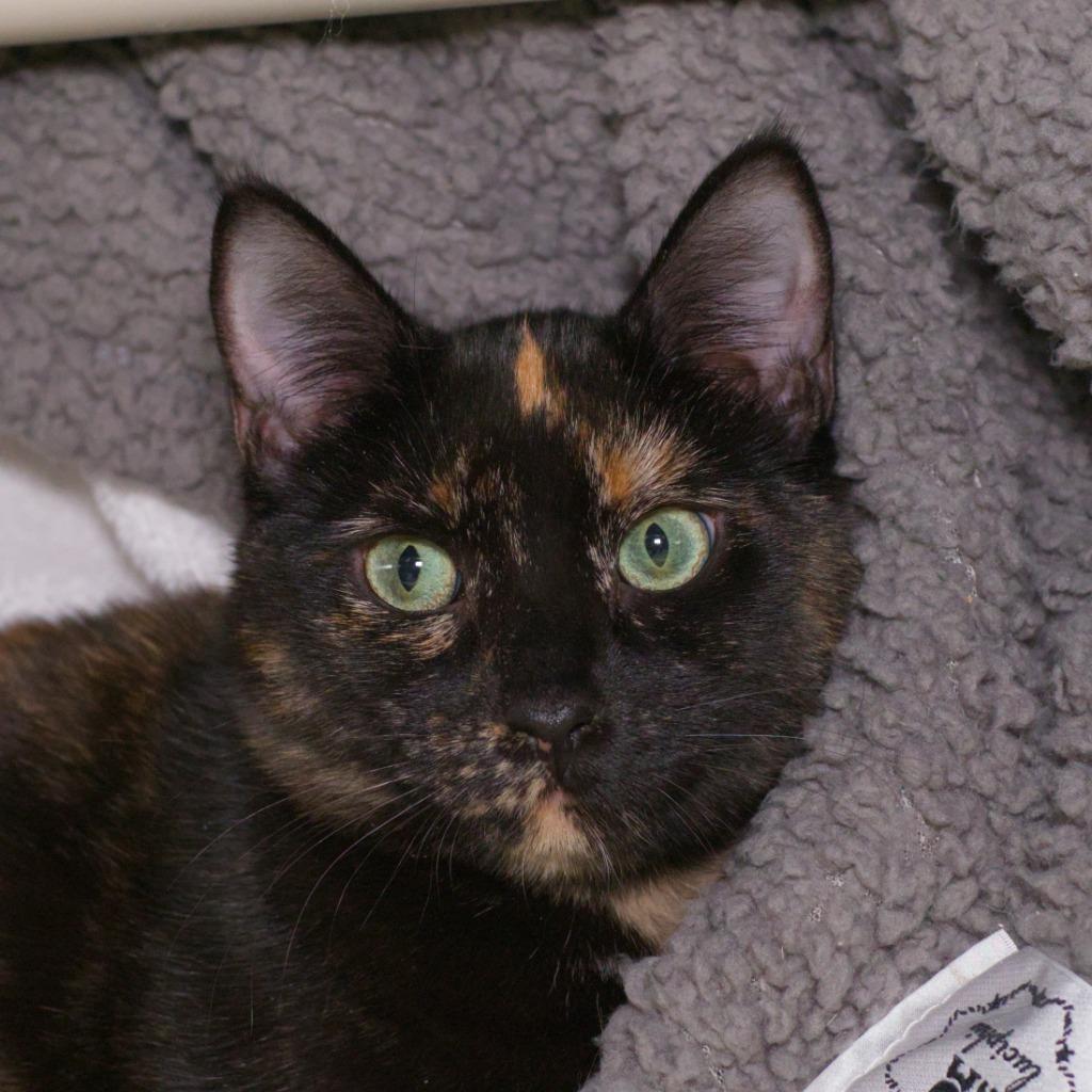 Sadie (and Pippin), Adoptable, Kitten Female Domestic Short Hair.