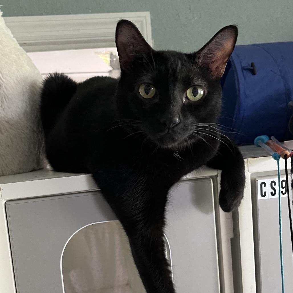 Ziggy, Adoptable, Adult Male Domestic Short Hair.