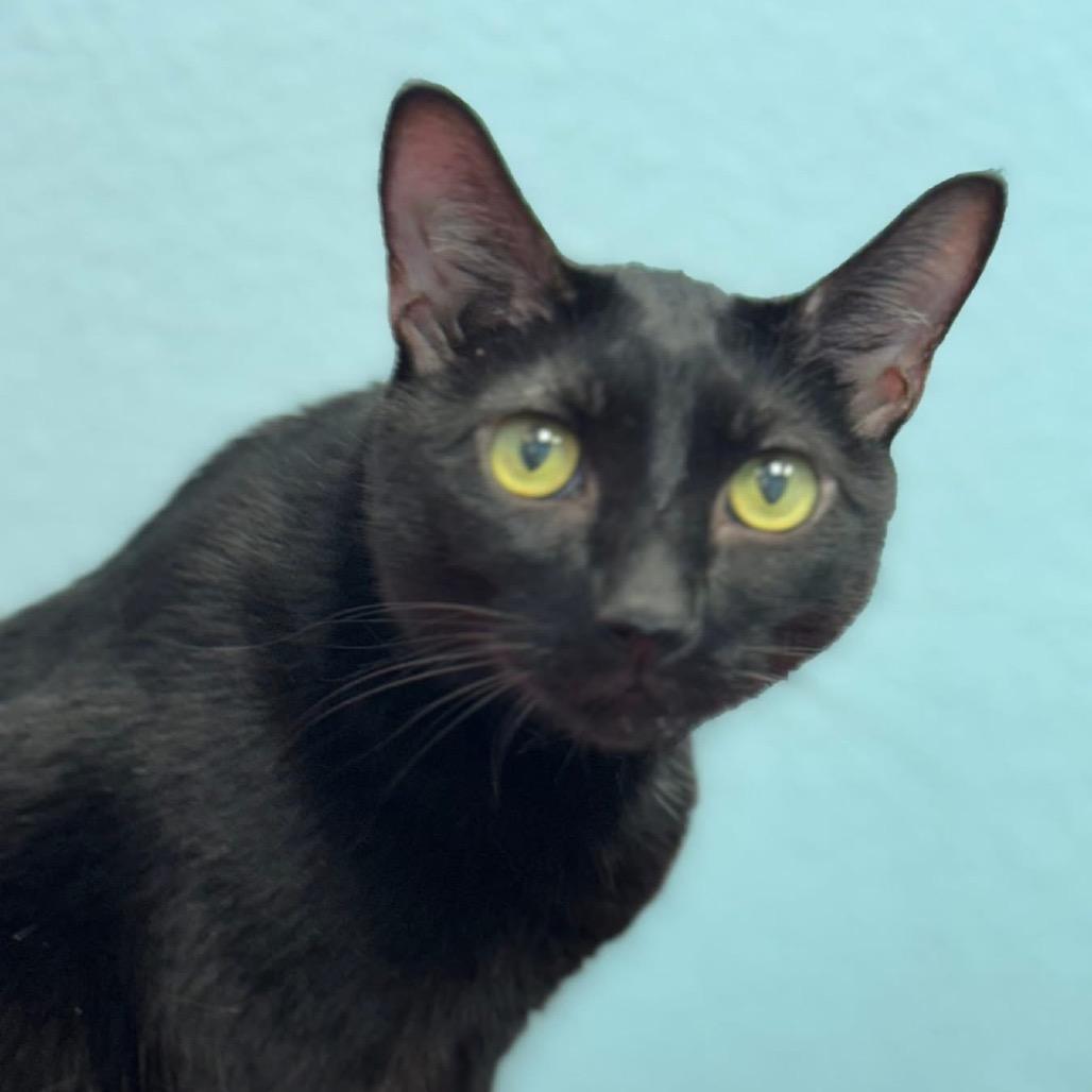 Enlarge Ziggy, a Adoptable Domestic Short Hair in Sarasota, FL image 2/2