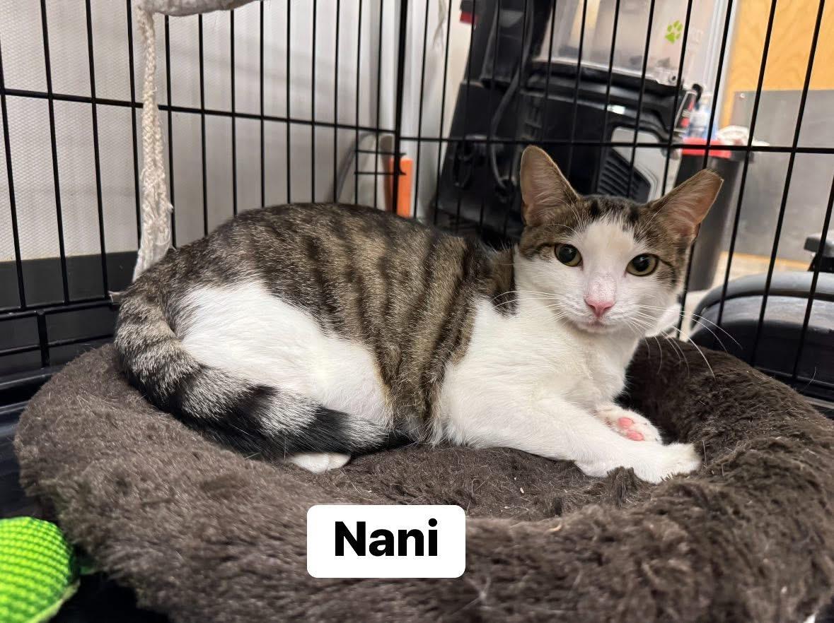 Nani 5