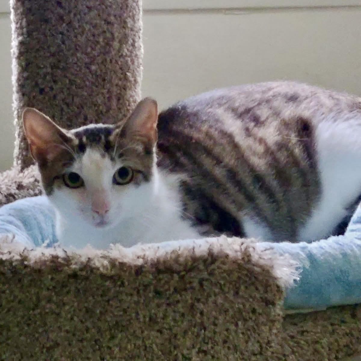 Nani, Young Female Domestic Short Hair