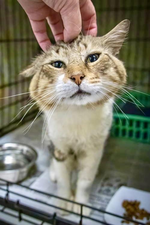 Moosetracks thumbnail 2