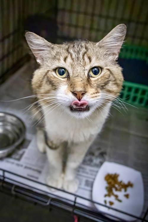 Moosetracks thumbnail 3