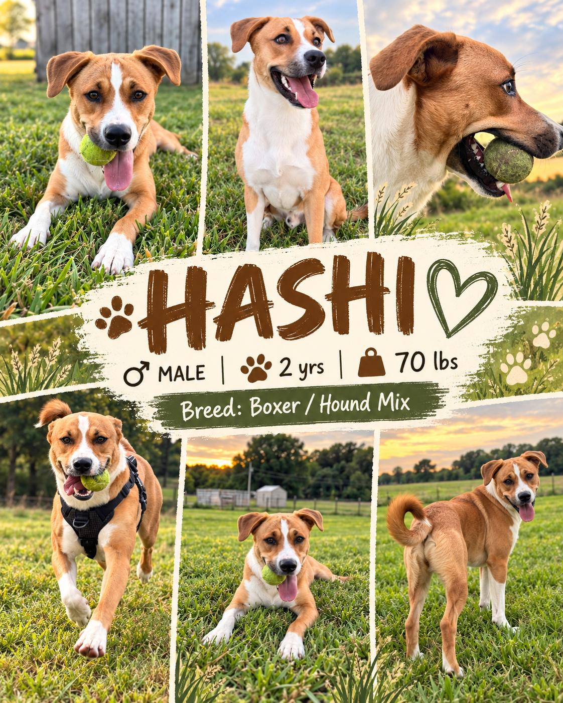 Hashi, Adoptable, Adult Male Boxer & Foxhound.