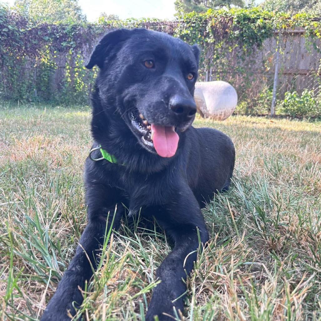 Enlarge Licorice, a Adoptable mixed breed in Ann Arbor, MI image 4/6