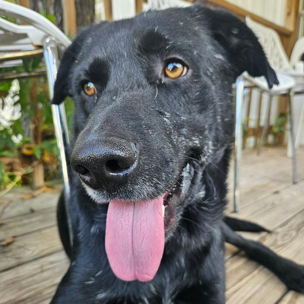 Enlarge Licorice, a Adoptable mixed breed in Ann Arbor, MI image 3/6