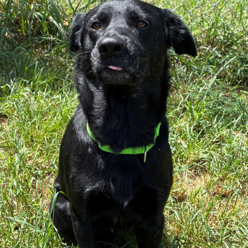 Enlarge Licorice, a Adoptable mixed breed in Ann Arbor, MI image 6/6