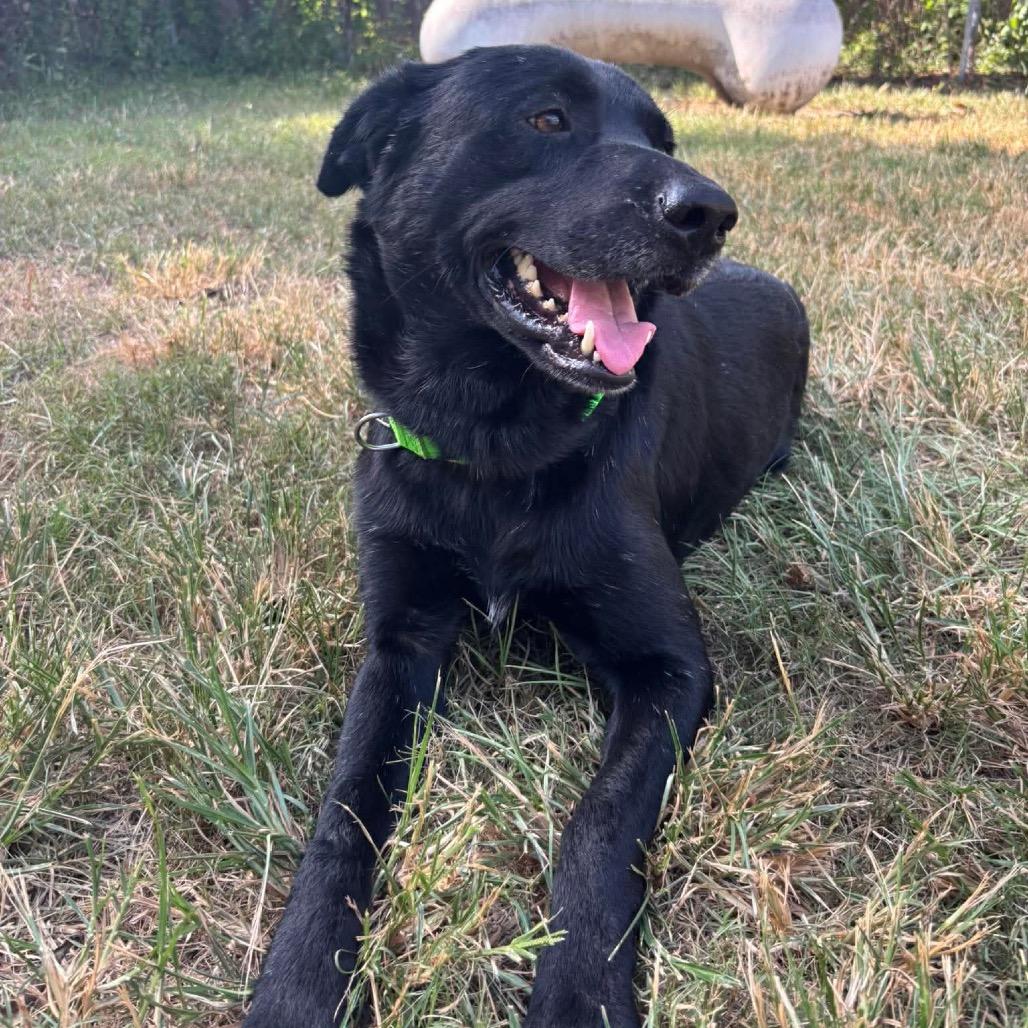 Enlarge Licorice, a Adoptable mixed breed in Ann Arbor, MI image 2/6