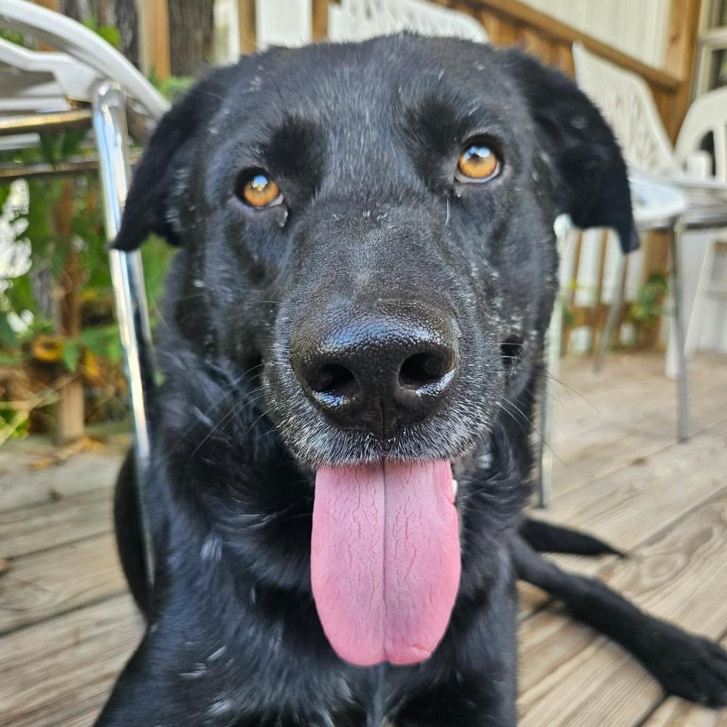 Enlarge Licorice, a Adoptable mixed breed in Ann Arbor, MI image 5/6