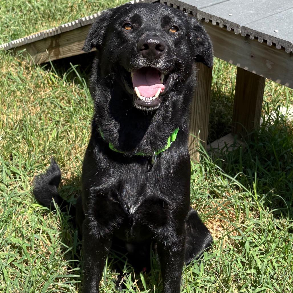Licorice, Adoptable, Adult Male Black Labrador Retriever.