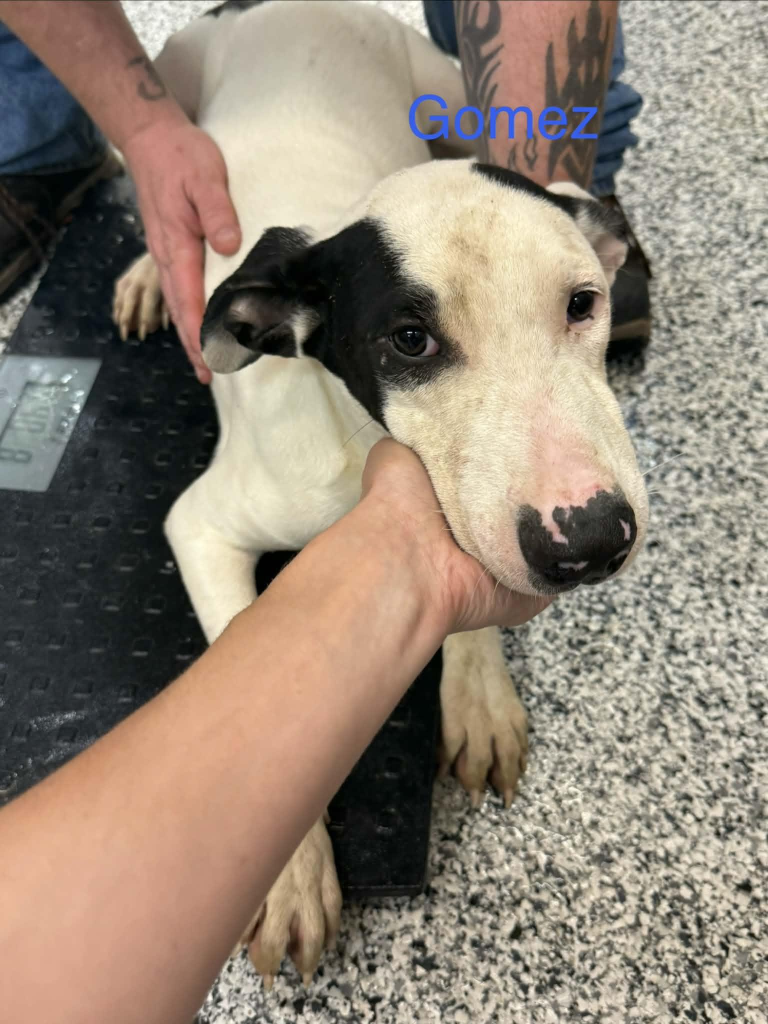 Enlarge Gomez, a Adoptable Pointer in Fayetteville, WV image 1/1