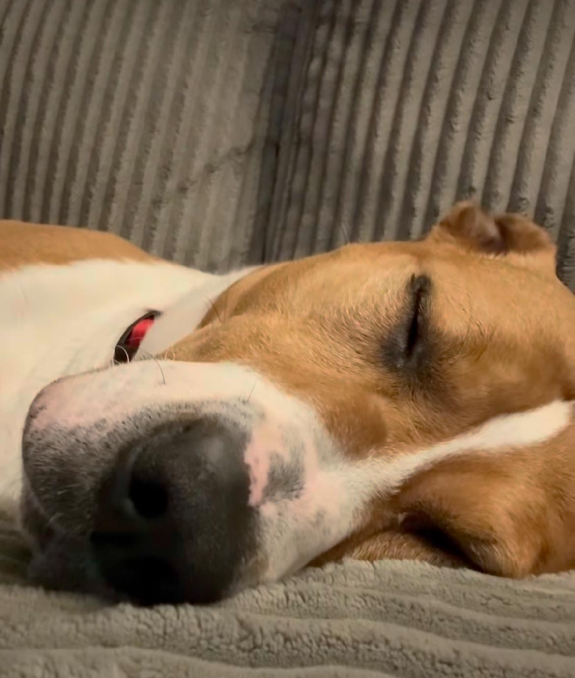 Enlarge Aisha, a ADOPTABLE mixed breed in Vancouver, BC image 3/5