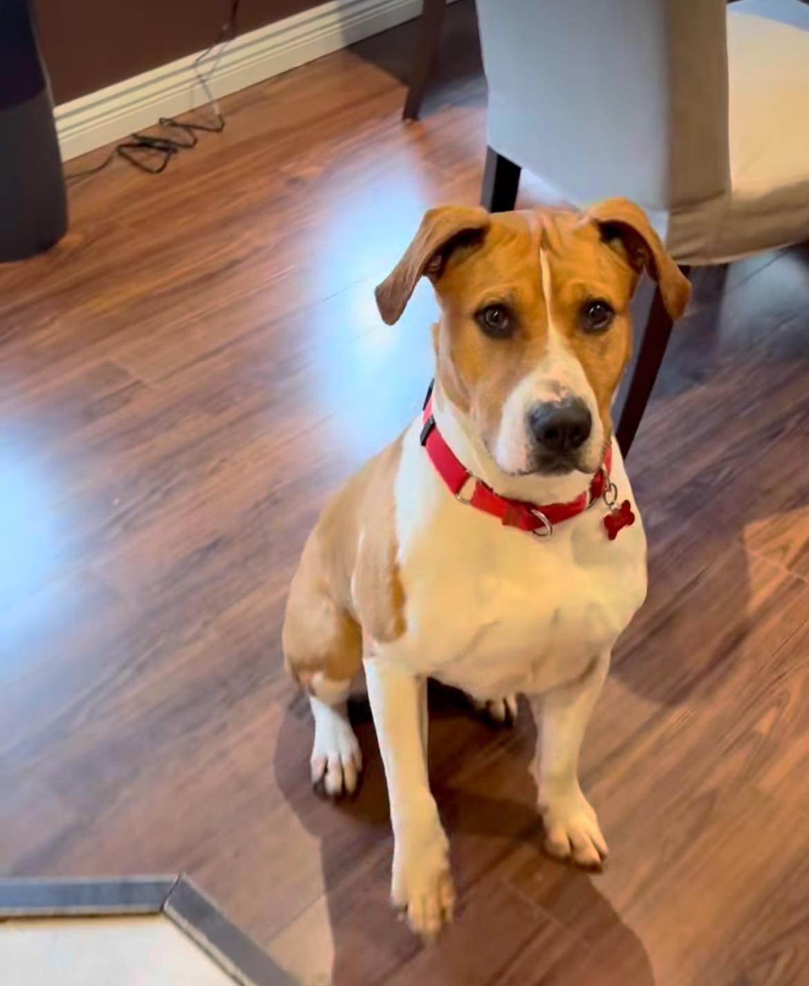 Enlarge Aisha, a ADOPTABLE mixed breed in Vancouver, BC image 2/5