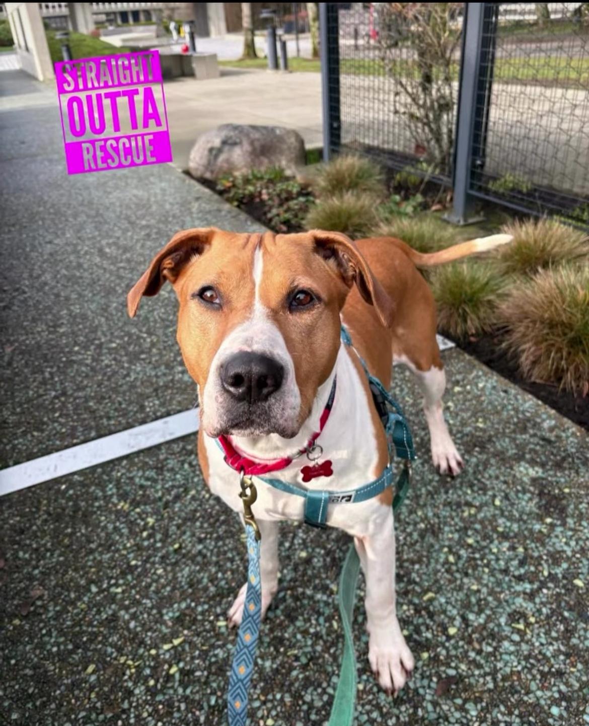 Aisha, ADOPTABLE, Adult Female Pit Bull Terrier.