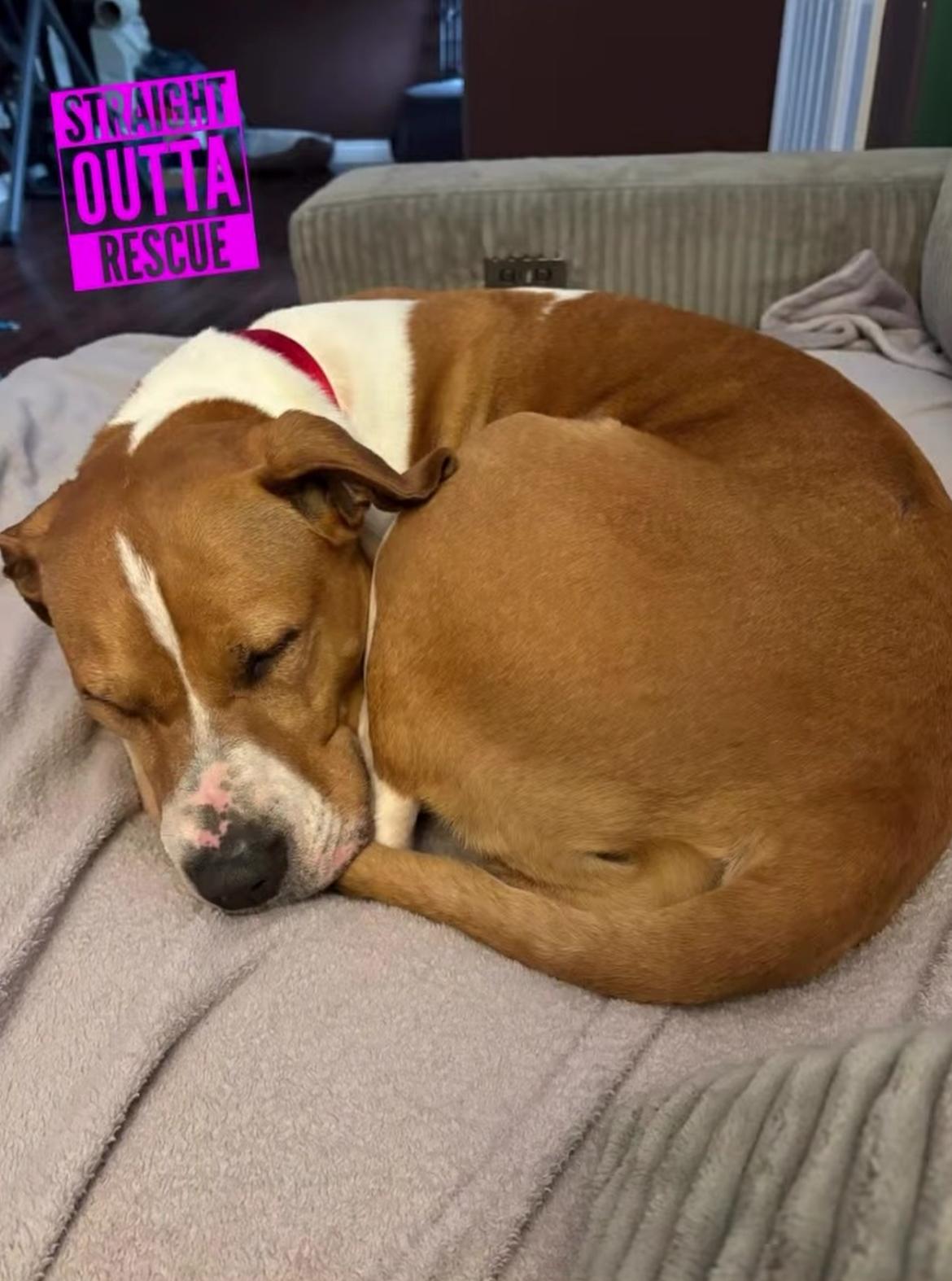 Enlarge Aisha, a ADOPTABLE mixed breed in Vancouver, BC image 5/5