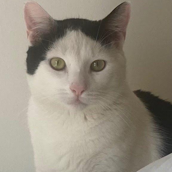 Oreo