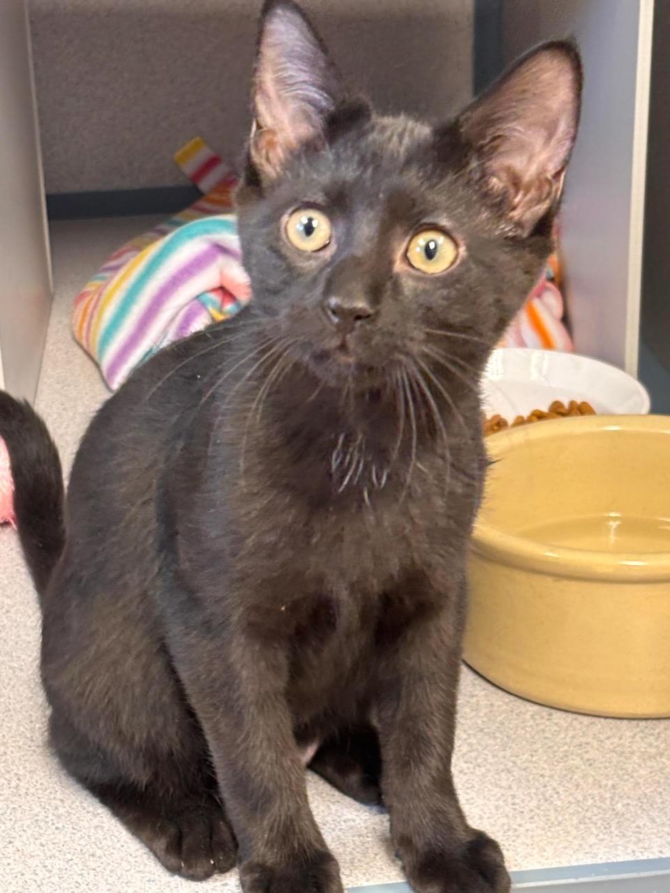 Scooby, Adopted, Kitten Male Domestic Short Hair.