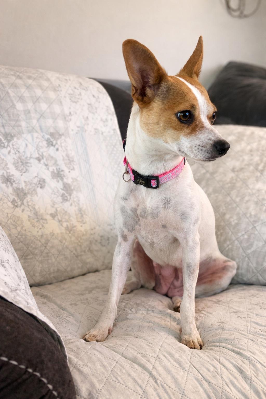 Enlarge PIPER, a Adoptable mixed breed in Branford, CT image 4/4