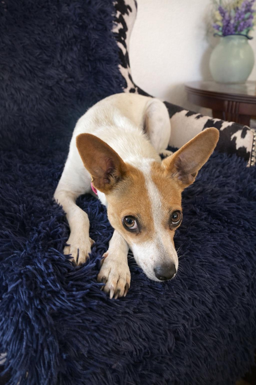 Enlarge PIPER, a Adoptable mixed breed in Branford, CT image 2/4