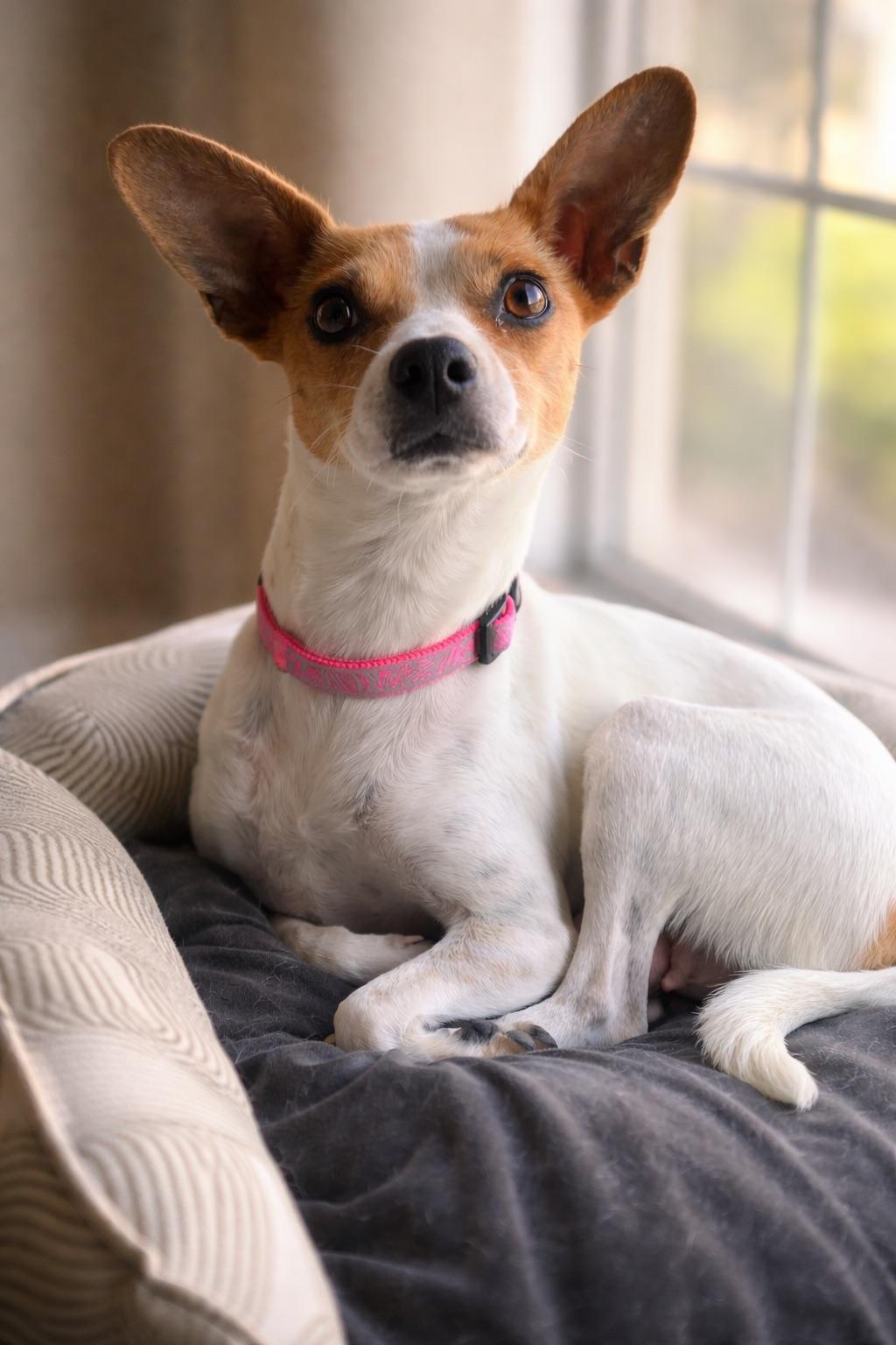 Enlarge PIPER, a Adoptable mixed breed in Branford, CT image 3/4