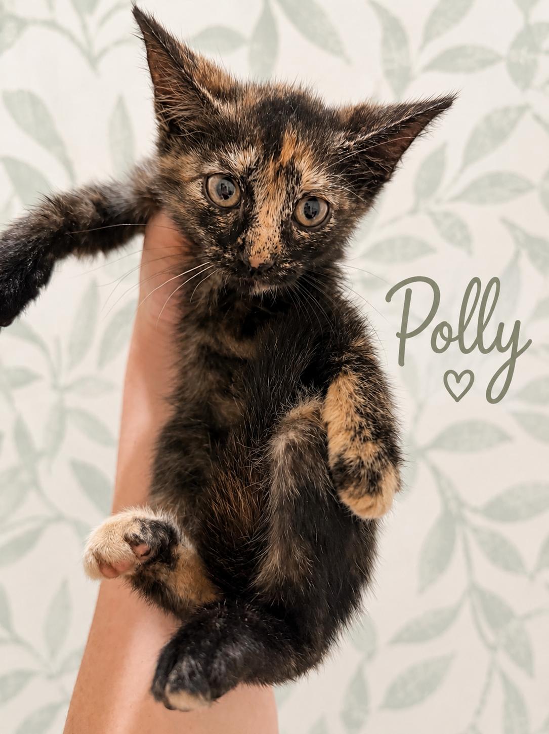 Polly, Adoptable, Kitten Female American Shorthair.
