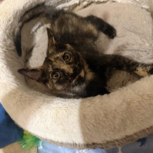 Enlarge Polly, a Adoptable American Shorthair in Paulina, LA image 2/2