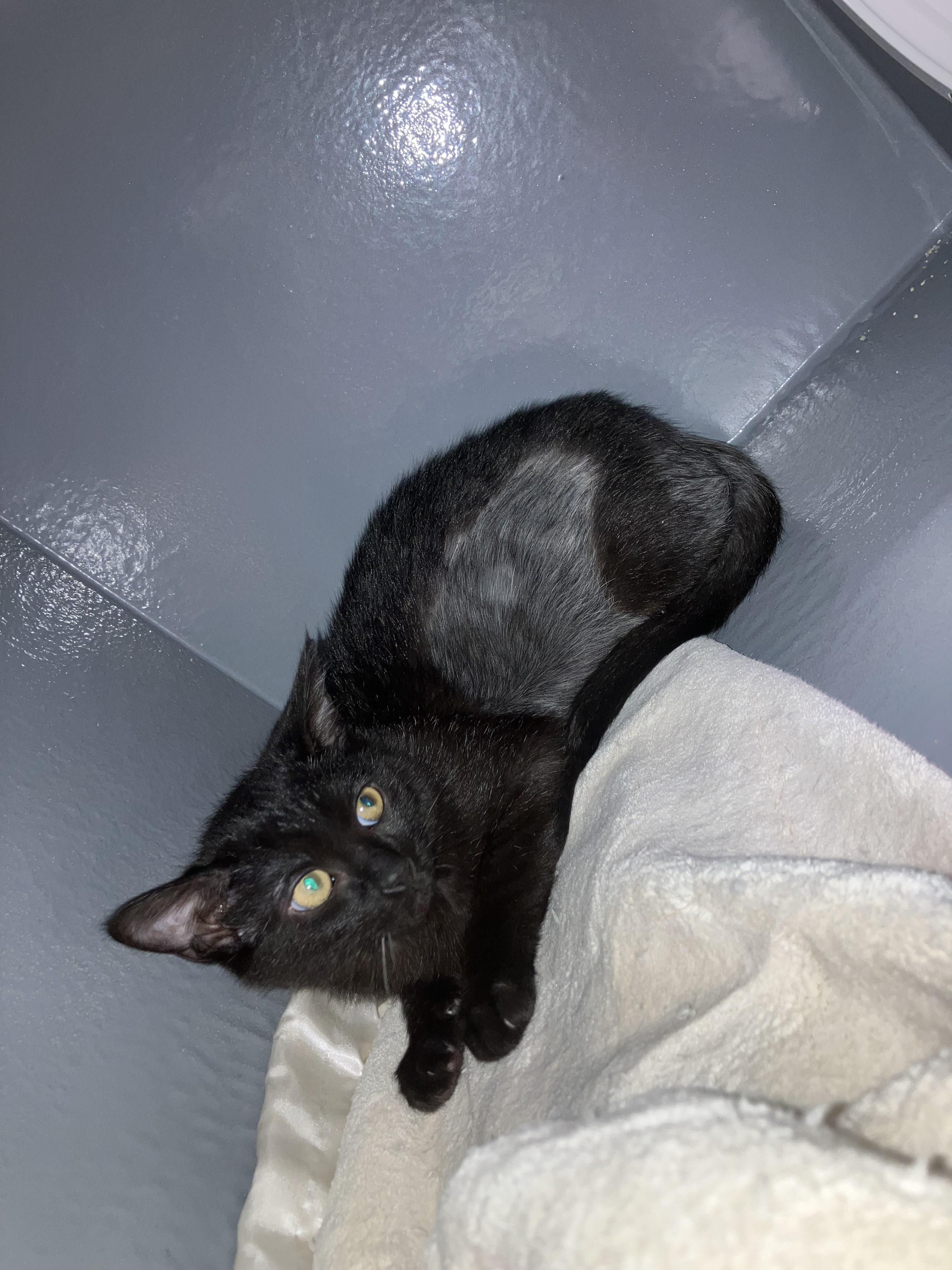 Raiden, a Adoptable Domestic Short Hair in Holly, MI image 3/5