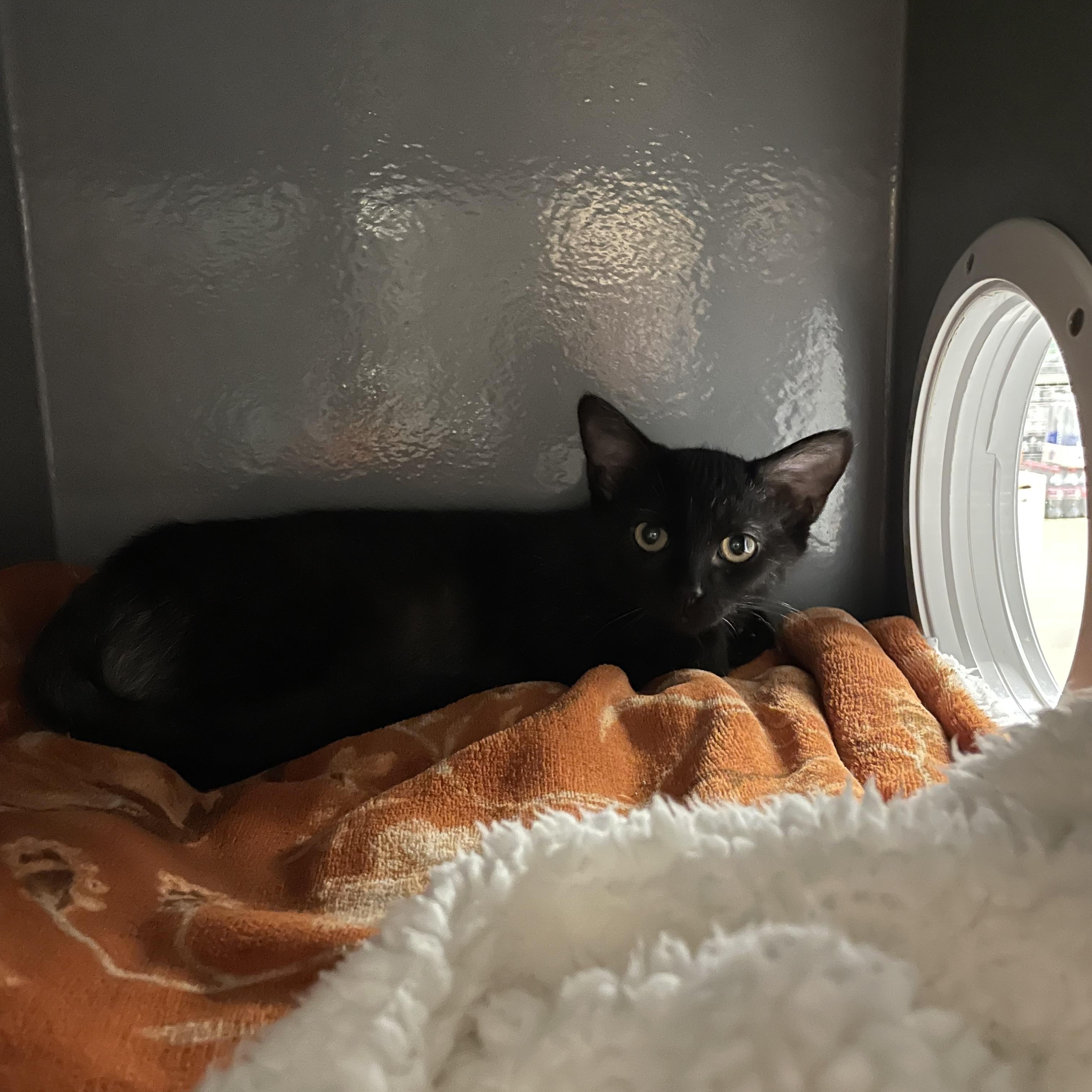 Raiden, a Adoptable Domestic Short Hair in Holly, MI image 4/5