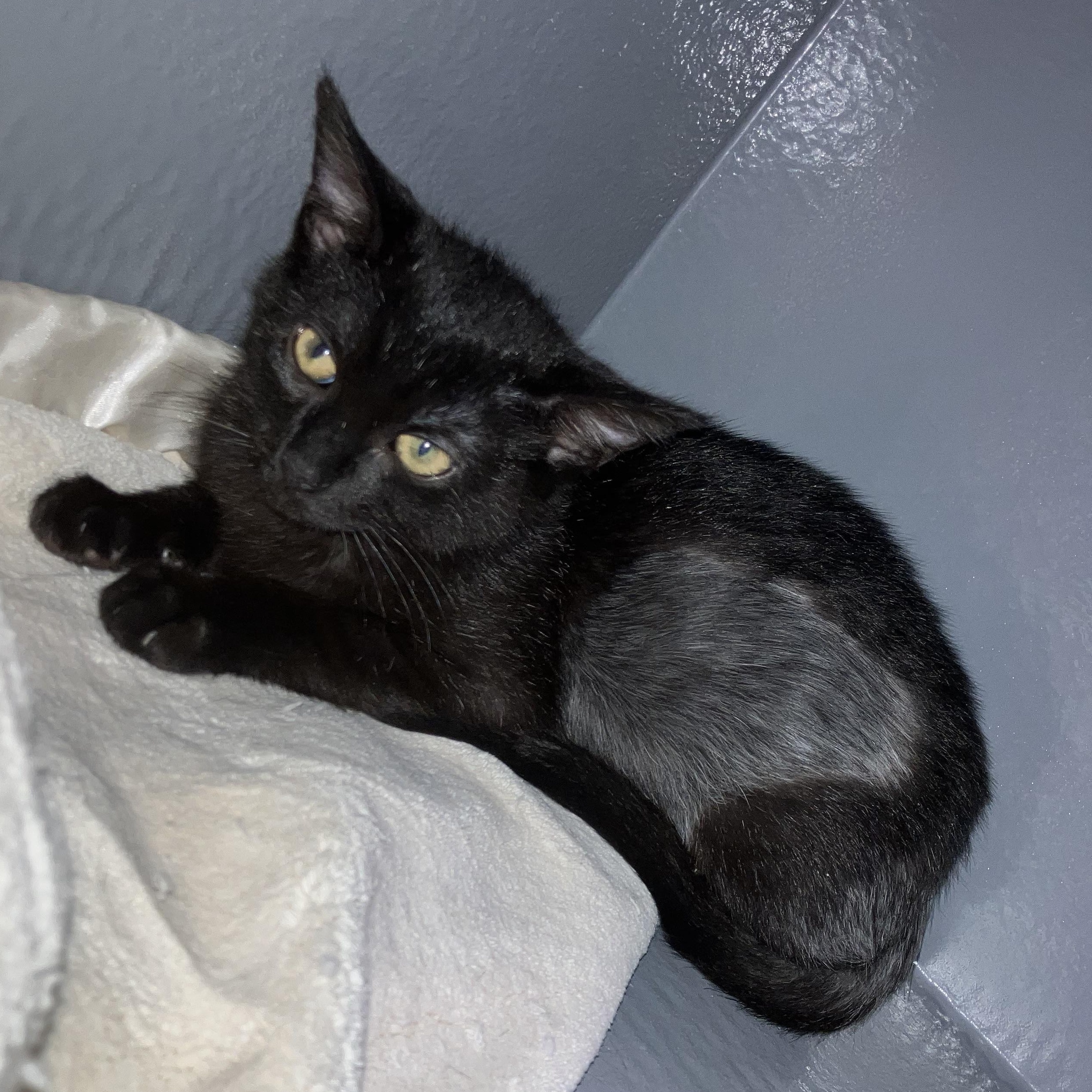 Enlarge Raiden, a Adoptable Domestic Short Hair in Holly, MI image 4/6