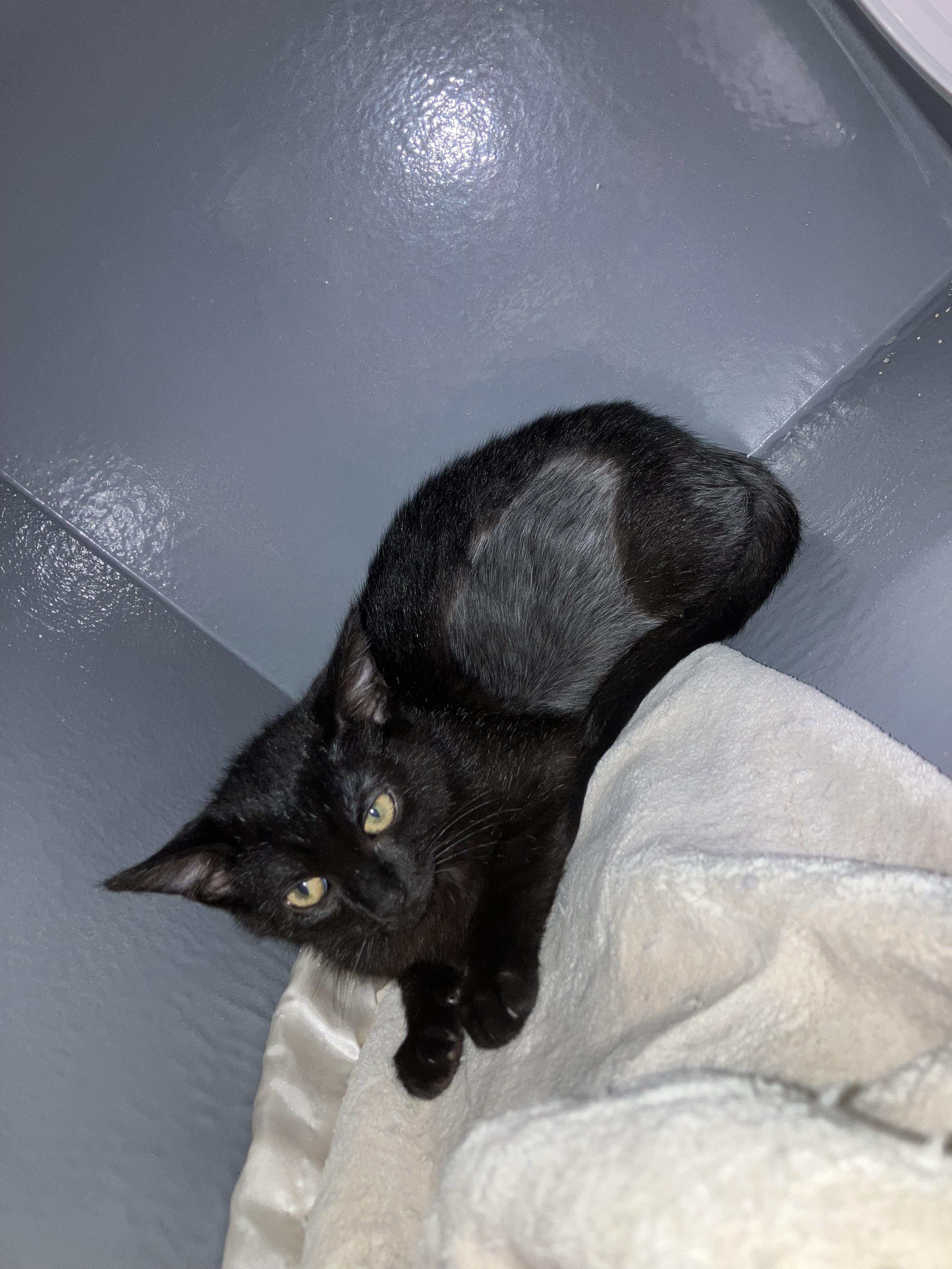 Raiden, a Adoptable Domestic Short Hair in Holly, MI image 5/5