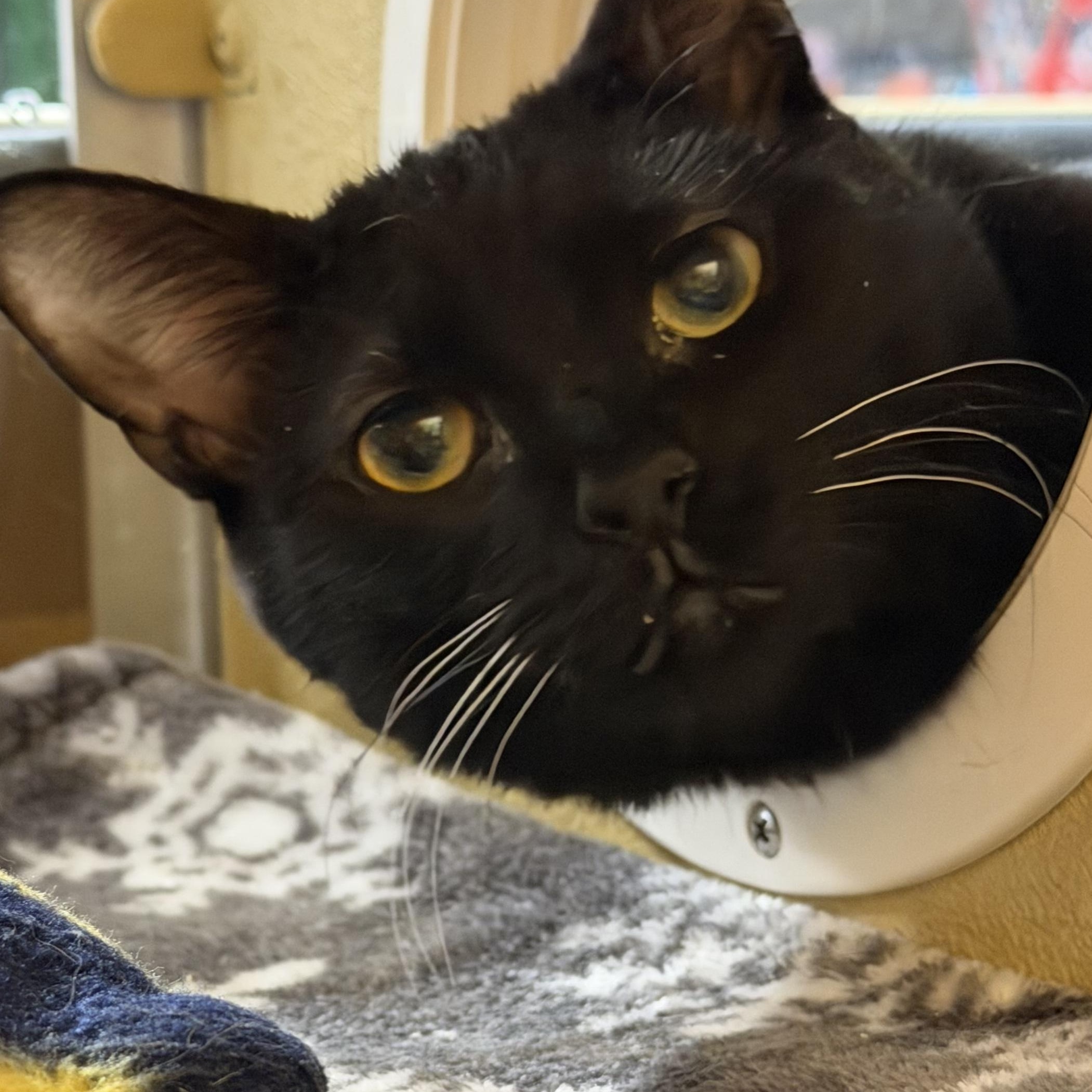 Enlarge Raiden, a Adoptable Domestic Short Hair in Holly, MI image 5/6