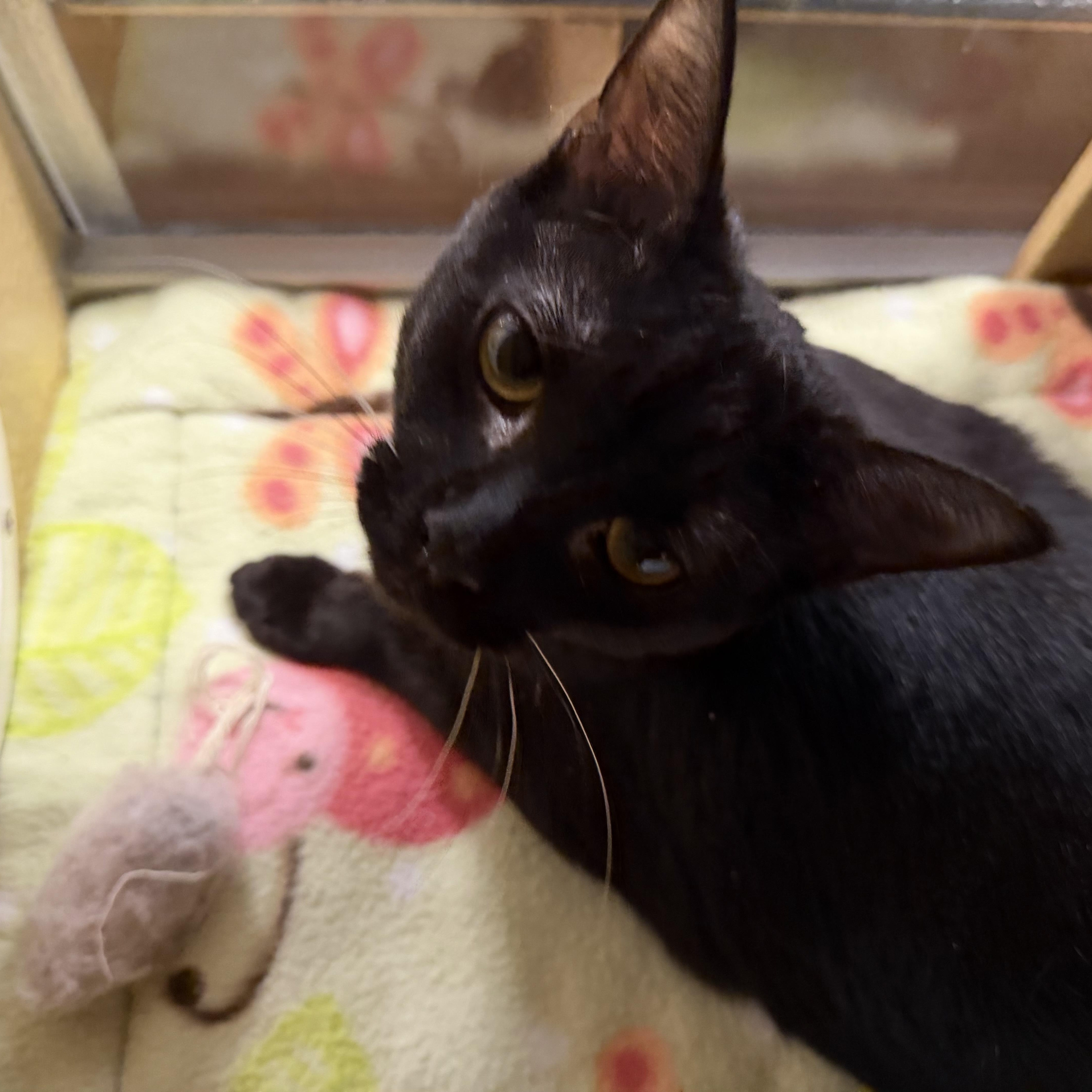 Enlarge Raiden, a Adoptable Domestic Short Hair in Holly, MI image 6/6