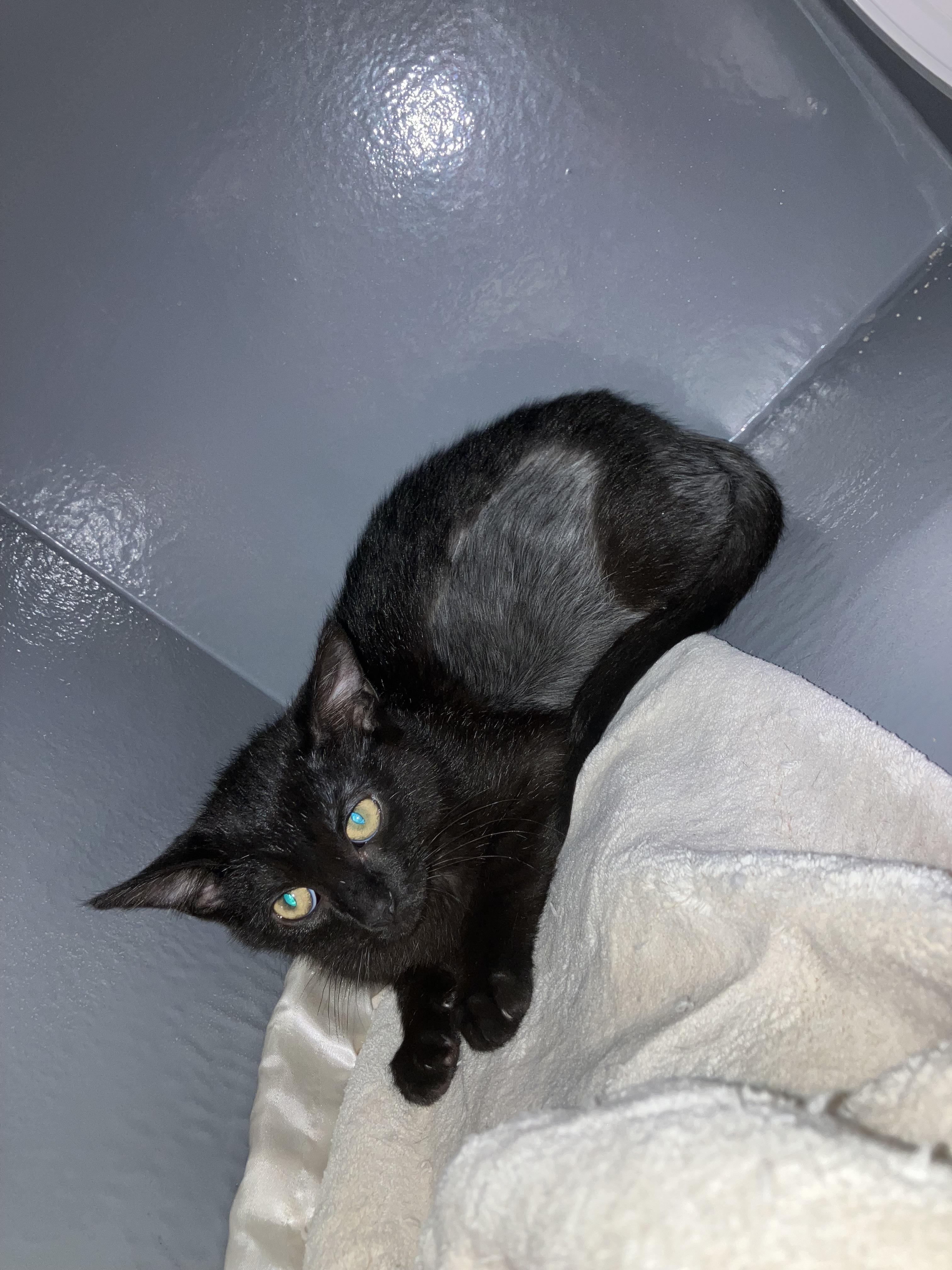 Raiden, a Adoptable Domestic Short Hair in Holly, MI image 2/5