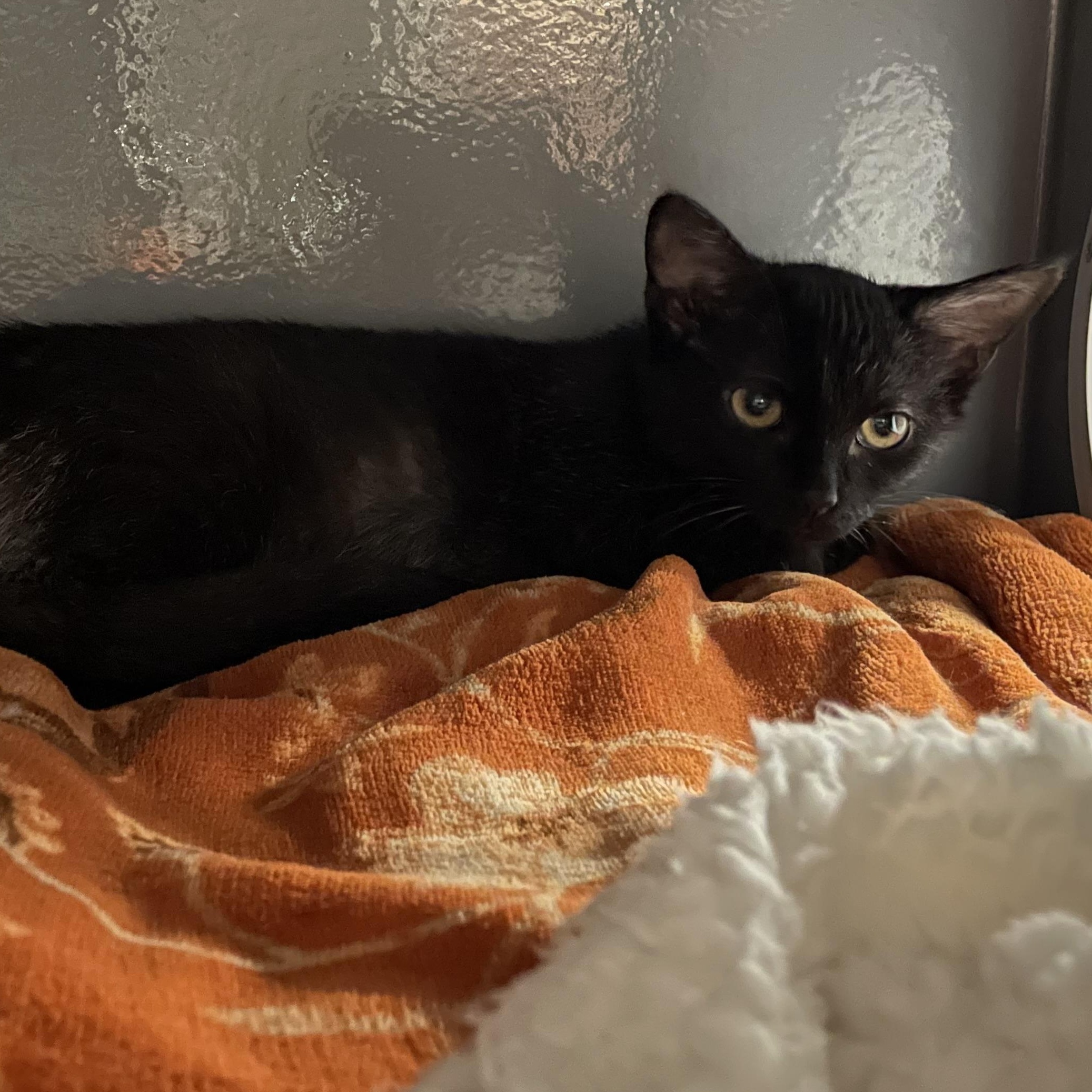 Enlarge Raiden, a Adoptable Domestic Short Hair in Holly, MI image 1/6