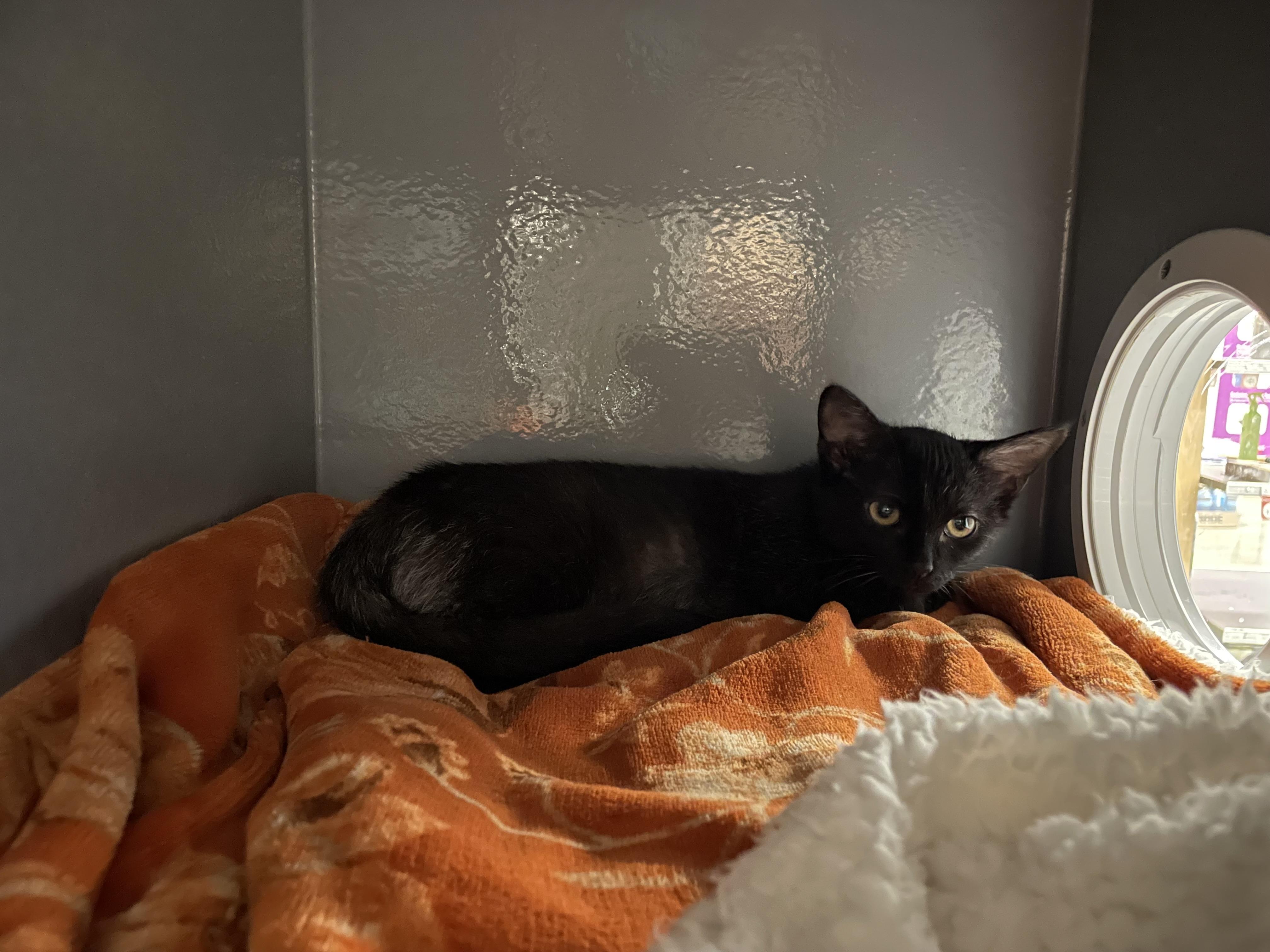 Raiden, a Adoptable Domestic Short Hair in Holly, MI image 1/5