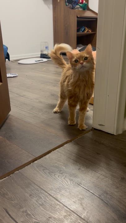 Enlarge Raiden, a Adoptable Domestic Short Hair in Holly, MI video 2/6