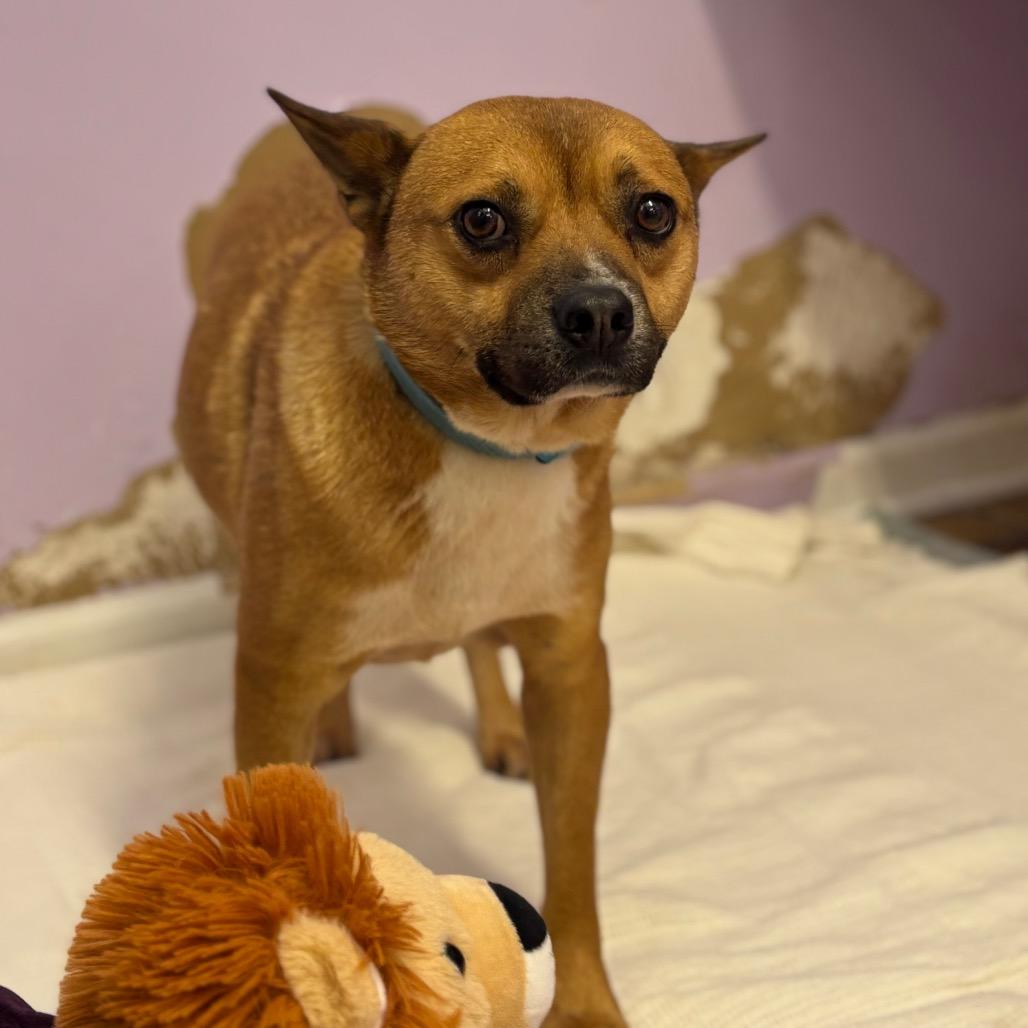 Enlarge Brawn, a Adoptable mixed breed in Northbrook, IL image 1/6