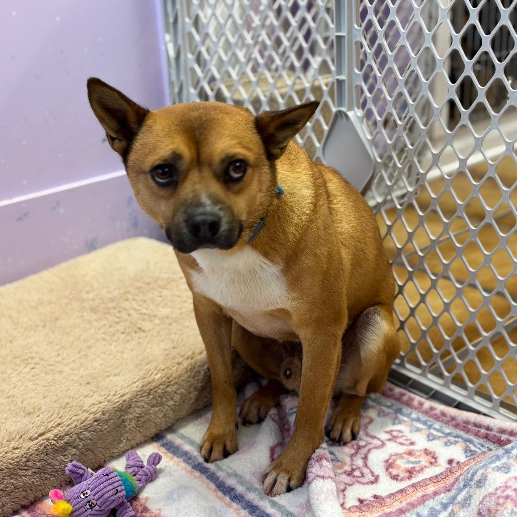 Enlarge Brawn, a Adoptable mixed breed in Northbrook, IL image 2/6