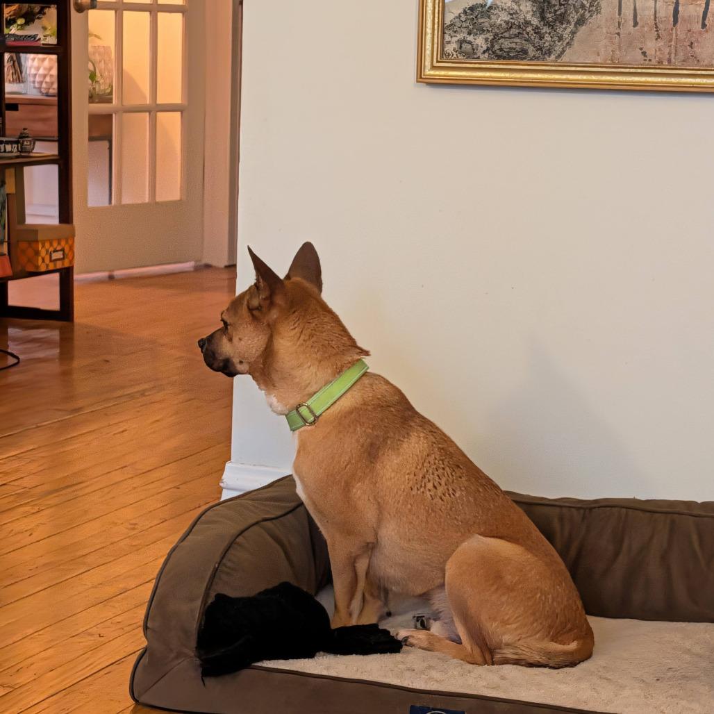Enlarge Brawn, a Adoptable mixed breed in Northbrook, IL image 2/6