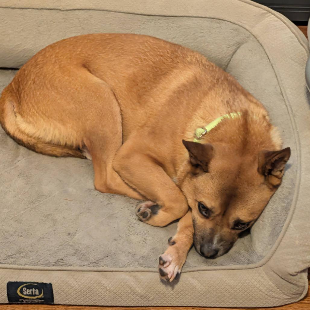 Enlarge Brawn, a Adoptable mixed breed in Northbrook, IL image 3/6