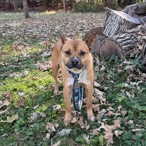 Brawn, Adoptable, Adult Male Jindo & Mixed Breed.