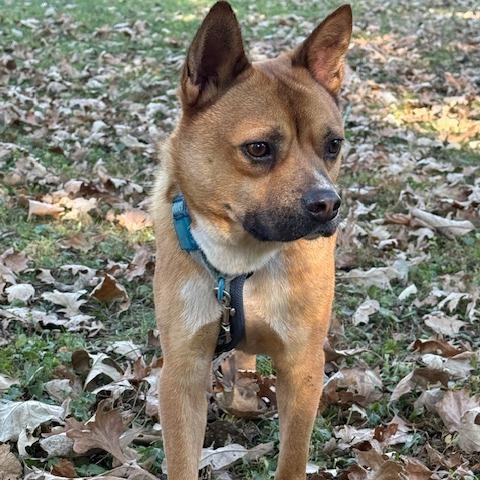 Enlarge Brawn, a Adoptable mixed breed in Northbrook, IL image 2/6