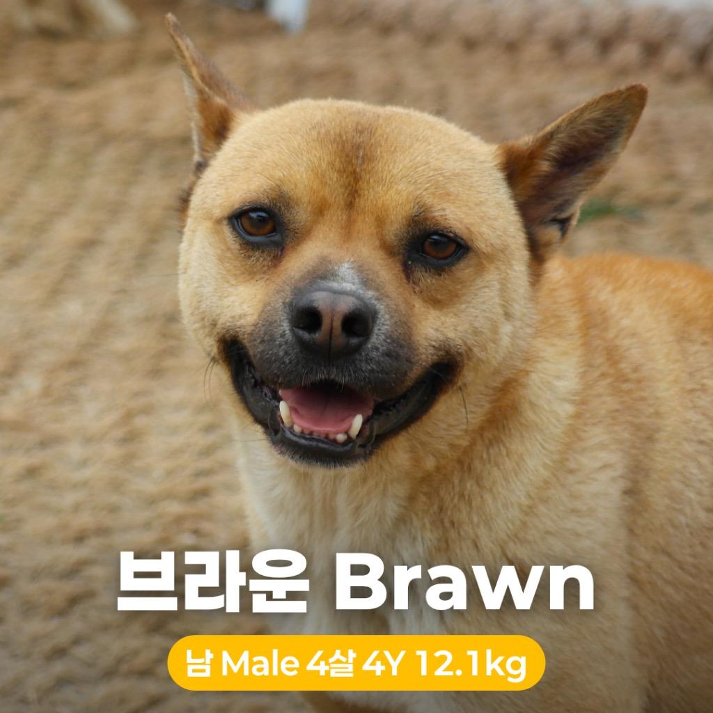 Enlarge Brawn, a Adoptable mixed breed in Northbrook, IL image 3/6