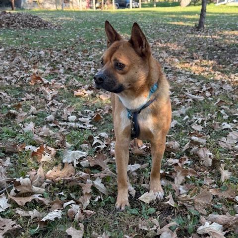 Enlarge Brawn, a Adoptable mixed breed in Northbrook, IL image 4/6